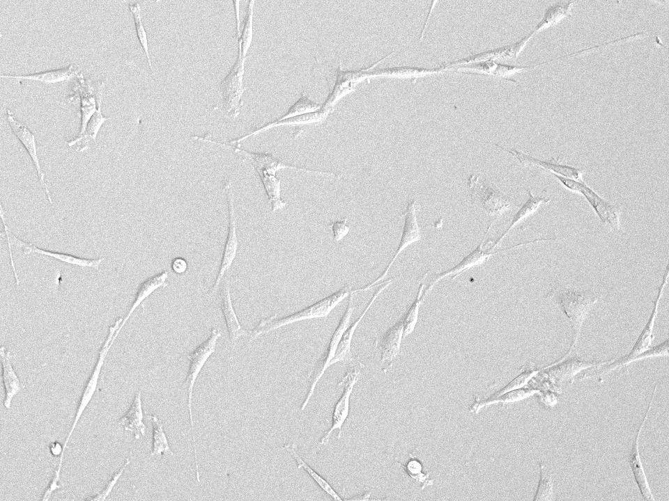 NEPA21 / REF - Rat Embryonic Fibroblasts - Viability 90 per cent